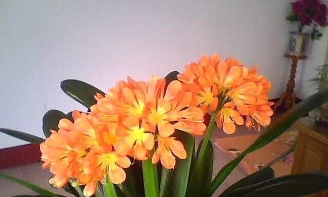 君子兰长得慢，给它吃一点“钙片”，根壮叶绿疯长，开成大花球