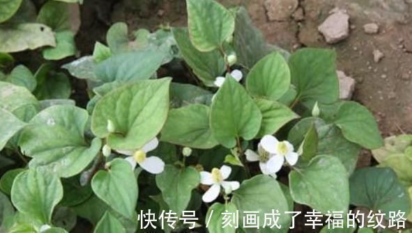 小根|农村遍地生长的十大野菜,浑身都是宝,降三高防癌,城里人抢着吃