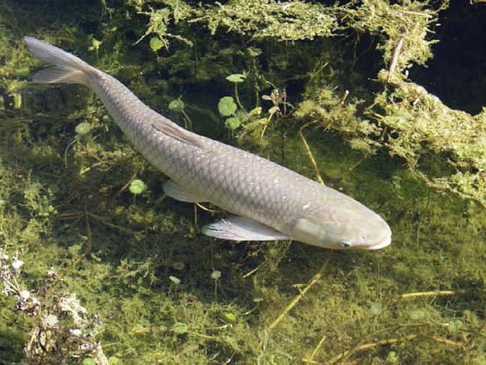 夏天钓草鱼别费劲想饵料了,用这三种水果钓,既简单又高效