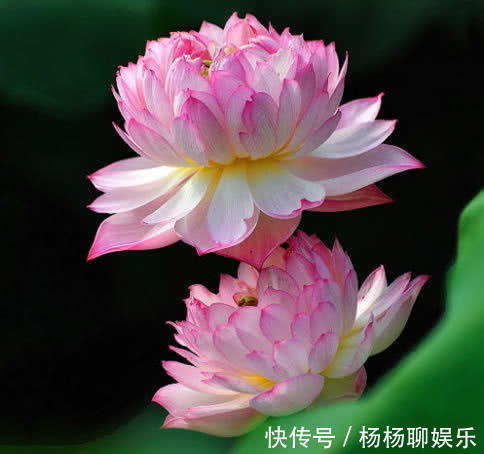 1种“花”,漂亮像玫瑰,花期6个月,花色红艳,适合家庭粗养!