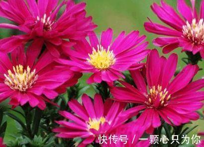 农历十月初一霜降后,养什么花?以下3种花,喜迎新春阖家欢乐