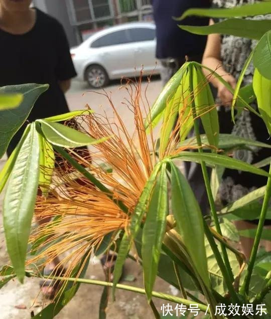 盆栽养花发财树这样养,再也不烂根,开花结果黑油亮