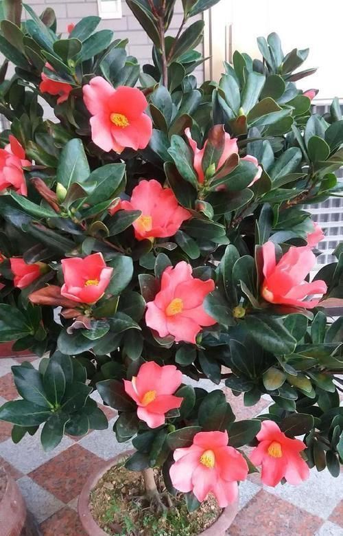 最“名贵”的茶花,花色艳丽,四季开花,已经被列为一级珍稀植物