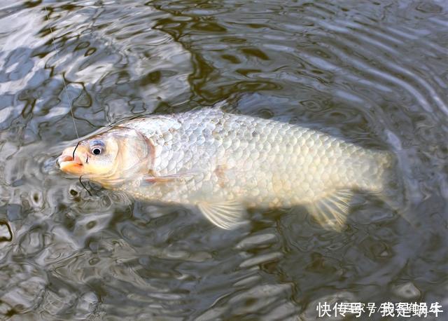 味型|夏季高温鲫鱼难钓搞懂其中奥妙,夏季野钓不难爆护