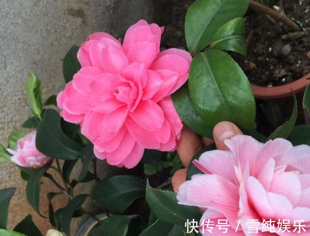 花苞|秋季给茶花换盆，1个“细节”别忽略，快速服盆，花苞蹭蹭冒