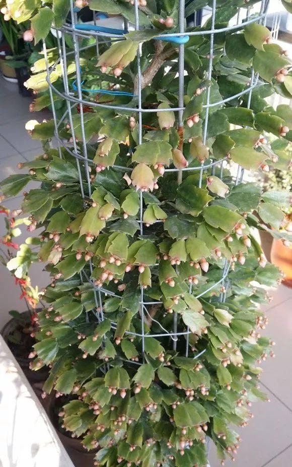 冷天,蟹爪兰有5怕,避开才能长满“钢片叶”,一年比一年开花多