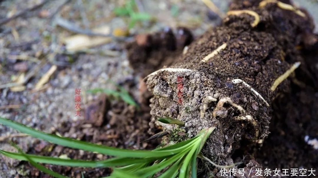 用什么可以去掉腐叶土里的虫?兰友:1块钱就解决