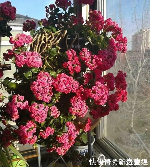 养“长寿花”3年变老桩，窜成“巨无霸”，开成大花球，美！