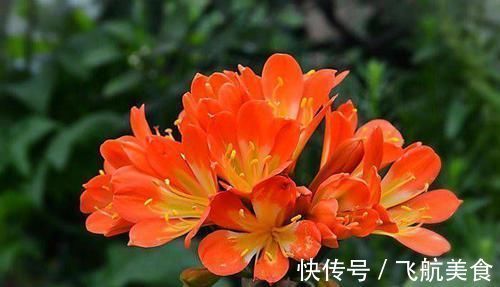 养一盆君子兰,观赏性极佳,浇水时记住口诀,肉质感强,色泽艳丽