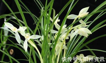 好兰,养一盆就够了,此兰极耐寒,百花凋零时,依然绽放