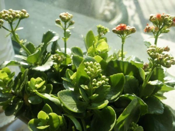 伽蓝菜|吸臭强性强的4种花，摆在卫生间里，杀菌驱虫，比清新剂还好用