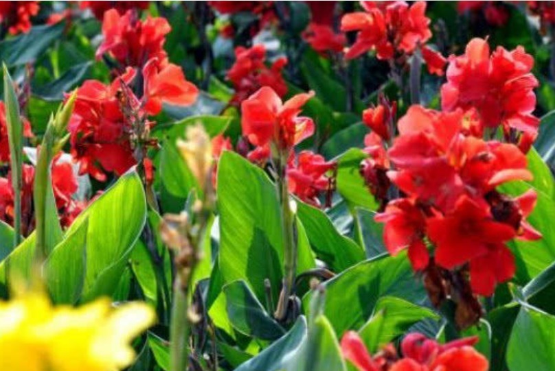 夏天最适合养4种花,花朵硕大、花香四溢飘满屋,美爆了