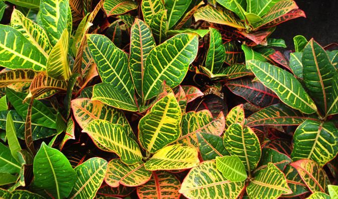 叶子|这些观叶类植物,叶子比花还好看,你喜欢吗?