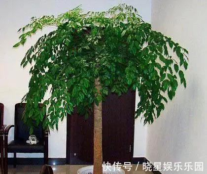 家庭养花要谨记,4类绿植不能乱养,是大忌!