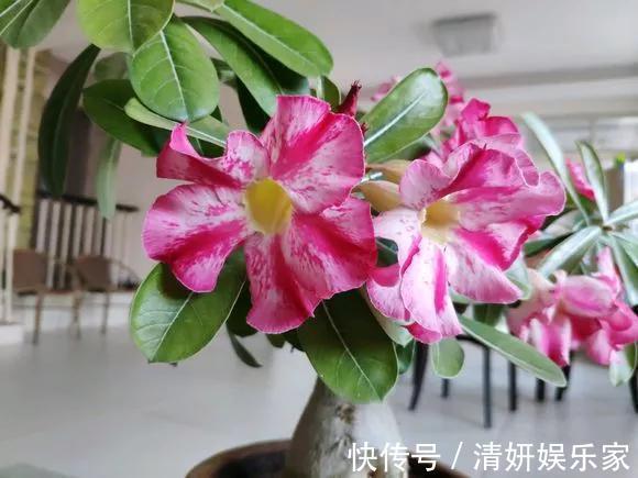 适合客厅养的5种“耐旱花”,30天不浇水也能爆盆,漂亮大气