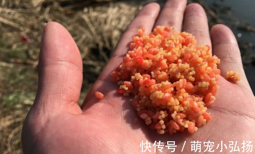 自制酒米真不难,照着这个秘方来,窝料下水,鲫鱼和开会一样热闹