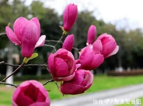 紫花凤梨|养这几款植物,好养活花期长,一年开花200多天,绚丽多彩