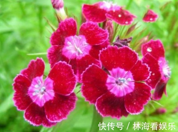 石菊|喜欢菊花，不如养盆“珍奇名菊”石菊，小巧艳丽，四季开花