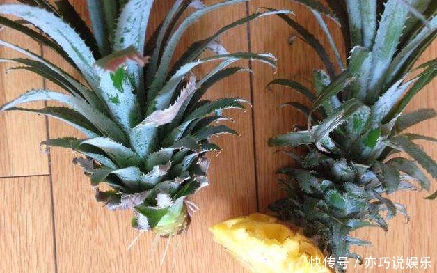 喜欢吃“菠萝”，不如留点菠萝头，埋土里不久成盆栽，还能结果