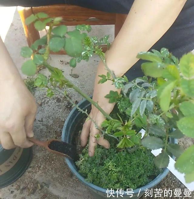 这些九月容易“饿”的花,多晒太阳,施对肥,开出碗大的花