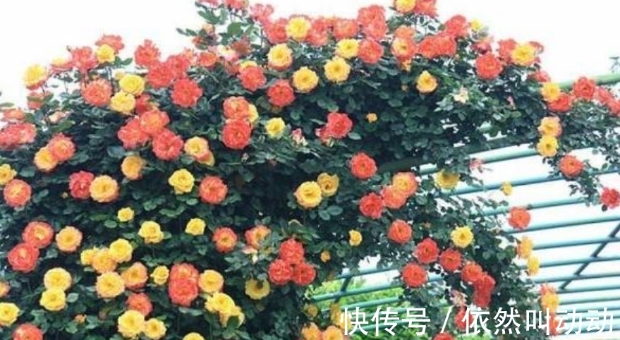 4种花养了就爆盆,好养易活开花漂亮,开花爆盆很容易