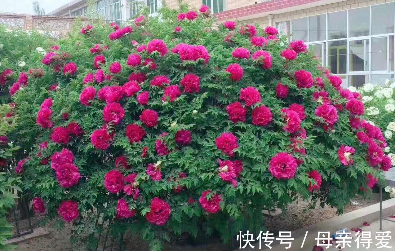 叶片|客厅见树,十家九富,6种富贵树,随便养一盆,子孙一直富