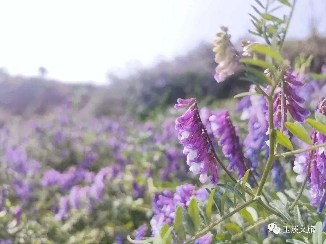 春日玉溪赏花丨超美！这片“紫色海洋”你知道是什么花吗？