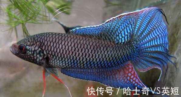水族|对新人极其友好，十大养不死的观赏鱼