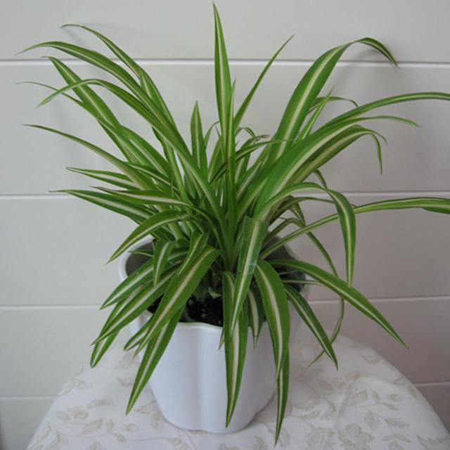 养吊兰注意这几点,新手轻松就养好,肉质根大绿叶真耐看