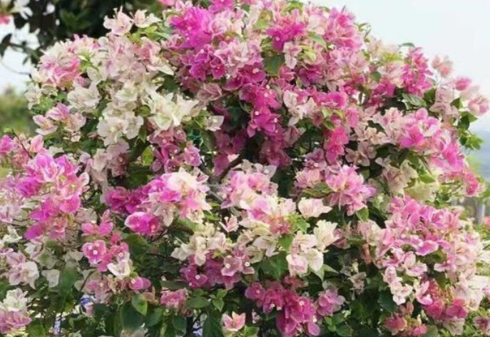 阳台上|3种花喜欢晒太阳，越晒长越旺，只见花朵不见叶，拦都拦不住！