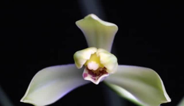 蕙兰老八种都有谁?除了常见的程梅和大一品,其他六种是什么?