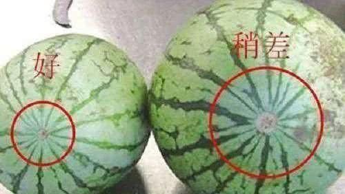 用保鲜膜|不要再拍西瓜了,西瓜分公母,挑选记住四点,皮薄汁多、脆甜沙瓤