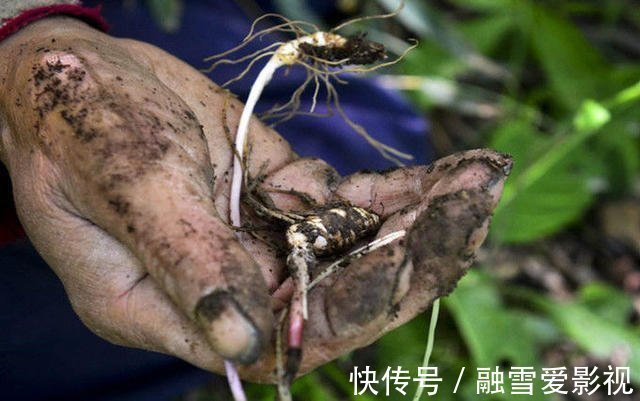 陈士铎|翻出清代“医圣”治阴阳两虚的方子,调和阴阳,男女皆宜!