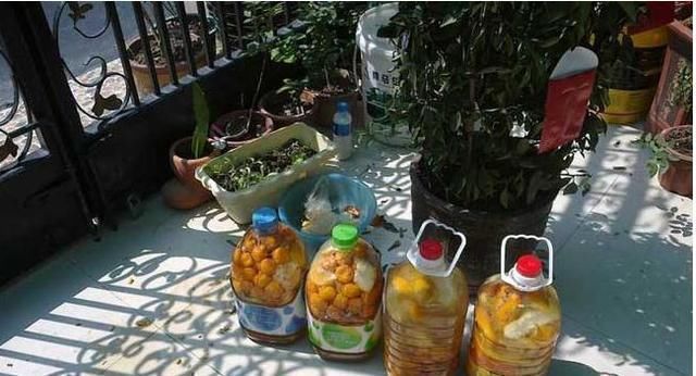 发酵|2种不要的“垃圾”,却是养花的“花肥王”,蟹爪兰吃一点就爆花