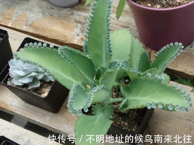60种多肉图鉴及养护要点,1分钟学会,超全超实用!