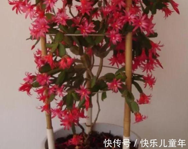 花苞|蟹爪兰开花期间叶片干瘪发蔫，花苞打不开，是什么原因造成的