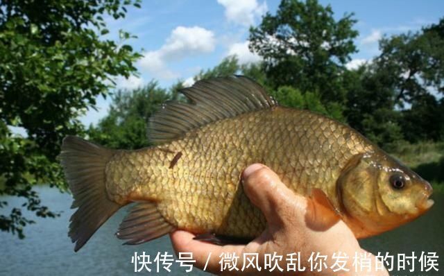 打窝器|这样打窝钓鲫鱼,一会就发窝,下竿就中鱼,到天黑都停不下来