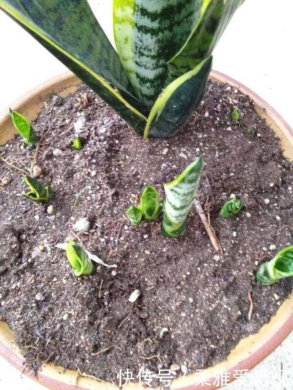 打开虎皮兰这个神秘机关,疯狂冒芽摁不住,简直把盆撑炸