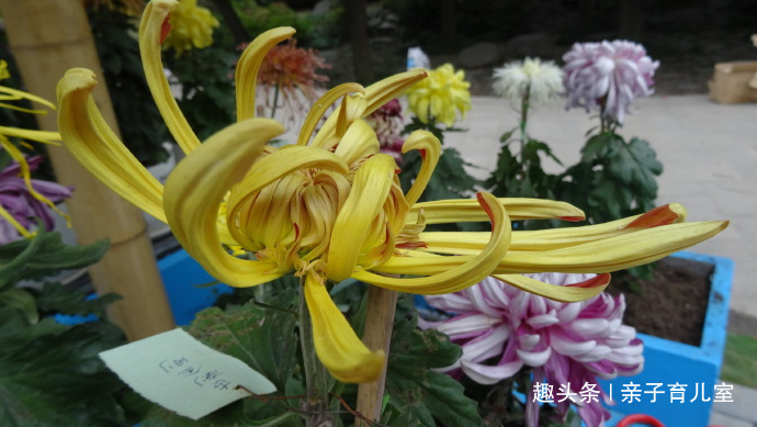 喜欢菊花，不如养“珍品名菊”古刹金刚，花姿独特，刚劲有力！