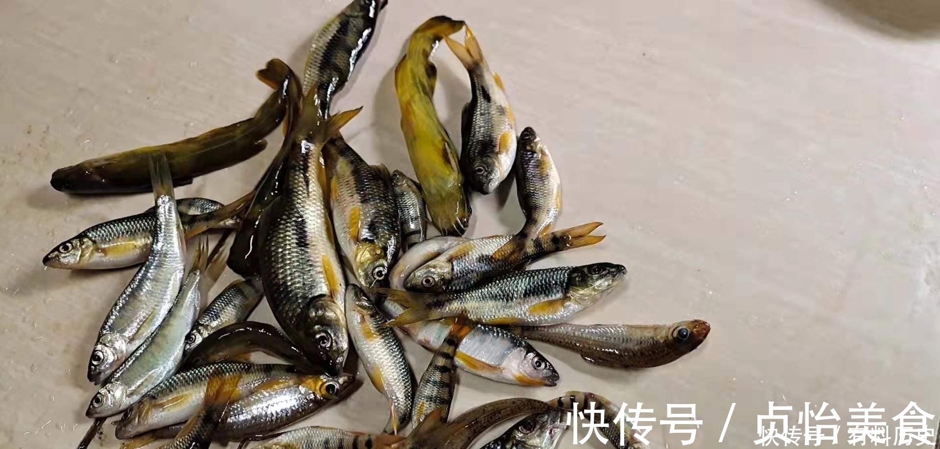 石斑鱼|溪石斑,鱼体虽小价格昂贵,很多钓鱼人根本不懂如何垂钓!