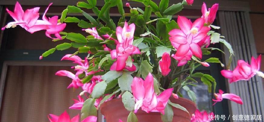 君子兰|养花不开花,原来是盆里缺了它,只加一点点,飞快开满花