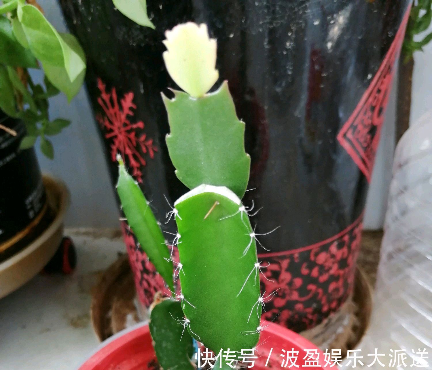 嫩叶|蟹爪兰在秋季什么时候摘嫩叶催花最好摘错嫩叶时机冬季难开花