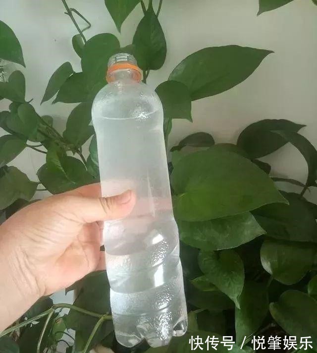 蟹爪兰|蟹爪兰叶子“软塌塌”教你做3步,嗖嗖冒新叶,入冬花朵爆盆