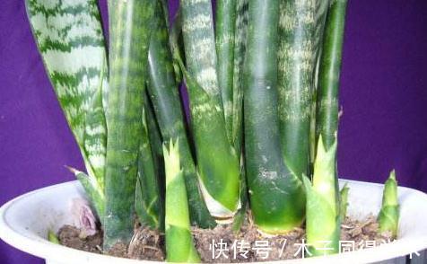 怎么才能让虎皮兰快速爆盆