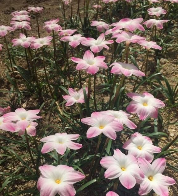 最好养的球根花卉 丢土里就能活 花色超美 开花勤快 值得栽培 快资讯