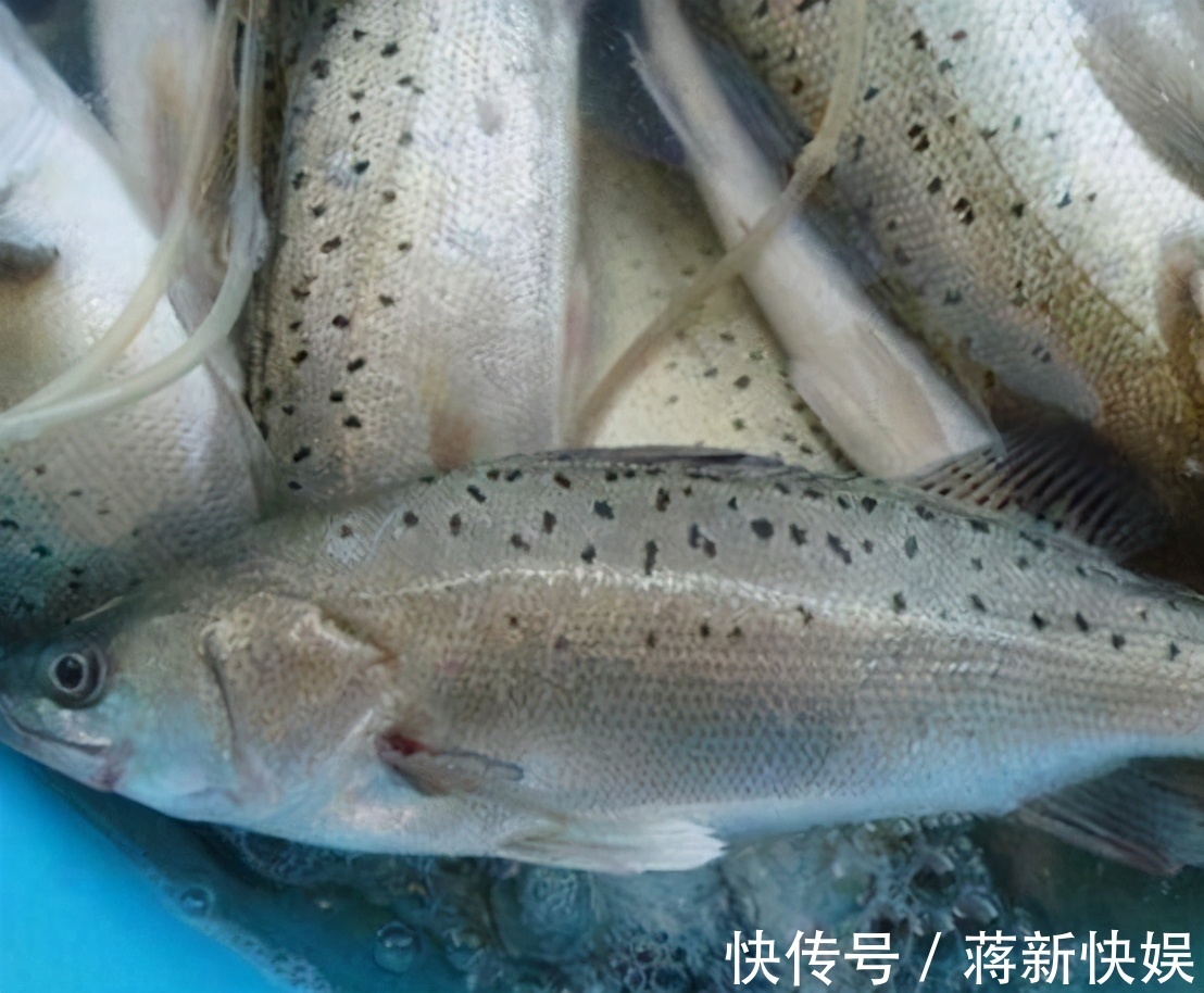 买鲈鱼别只会看大小,好不好吃就看4点,鱼贩这人不好忽悠