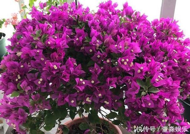 花开的三种花,开花,一次,开花,一年不停,谁养的