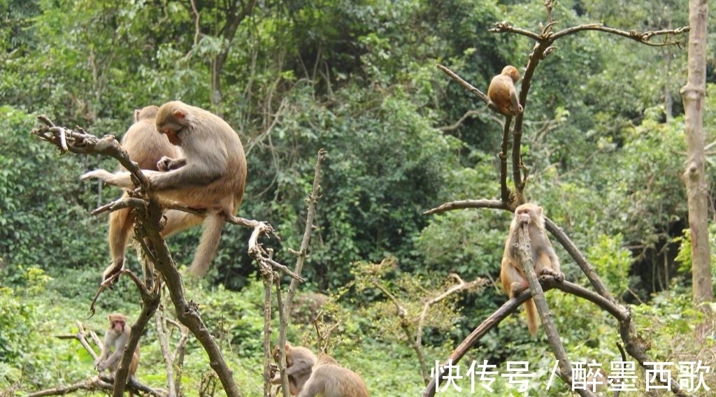 记者|80岁大爷祖传手艺,叫一声就能将猴子召唤出来,现场示范