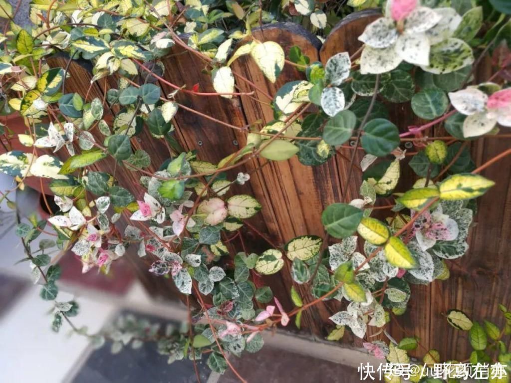 狗牙花|1种花剧毒之花，也是环保卫士，真是让人又爱又恨