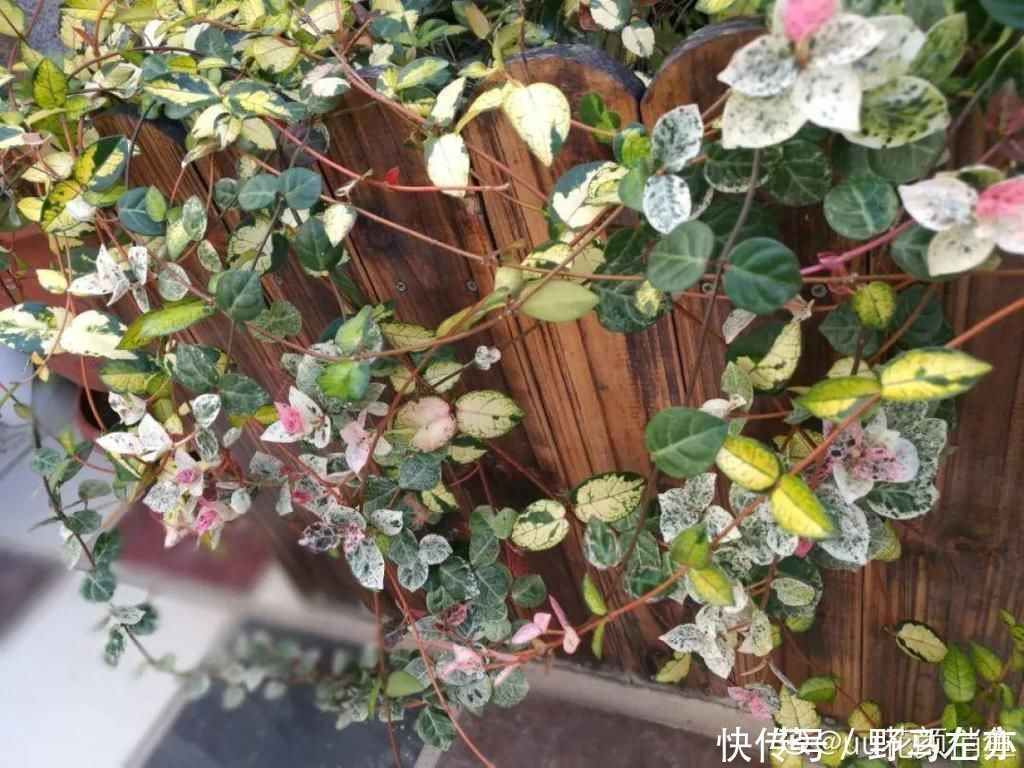 狗牙花|1种花剧毒之花,也是环保卫士,真是让人又爱又恨